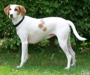 Puzzle IIstrian Shorthaired Hound